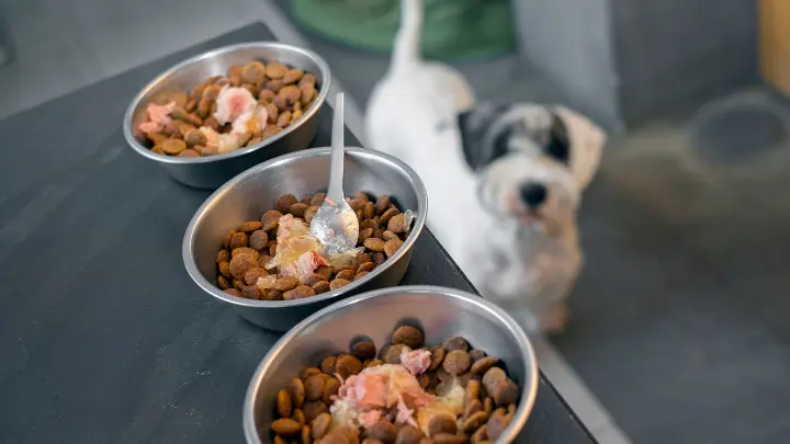 Kuvituskuva: koira katsoo yläviistoon pöydälle, jossa on kolme kippoa märkä-ja kuivakoiranruokaa.